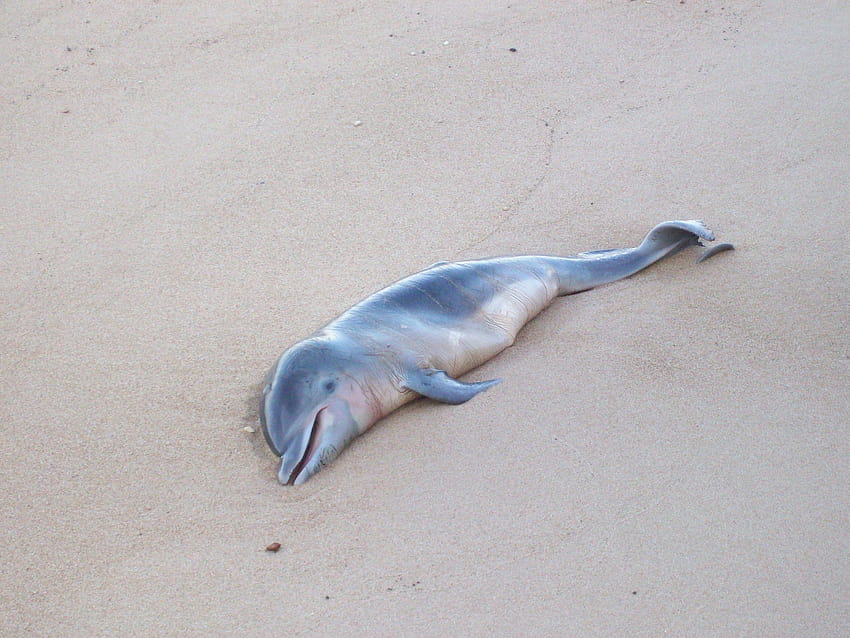 Another Dead Baby Dolphin: Shame On Social Media Driven Tourists, baby dolphins HD wallpaper