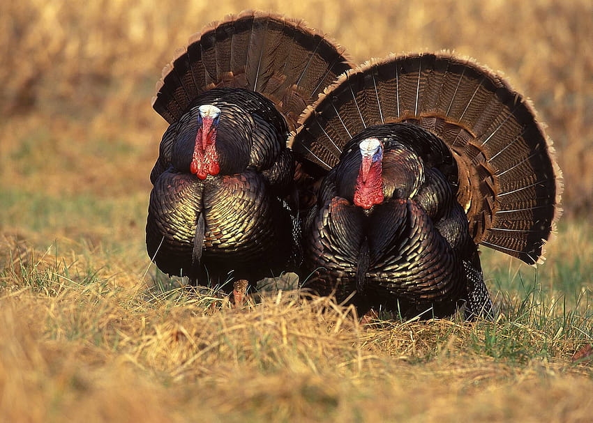 Strutting Wild Turkey, animal turkey HD wallpaper