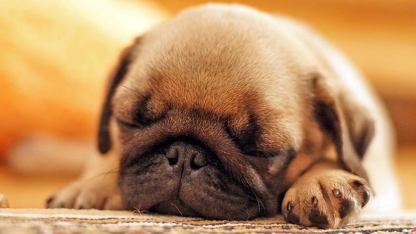Süßer Mops Welpe beim Schlafen., baby pugs HD wallpaper