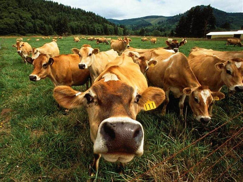 4 オン…アファリ、家畜用の牛 高画質の壁紙