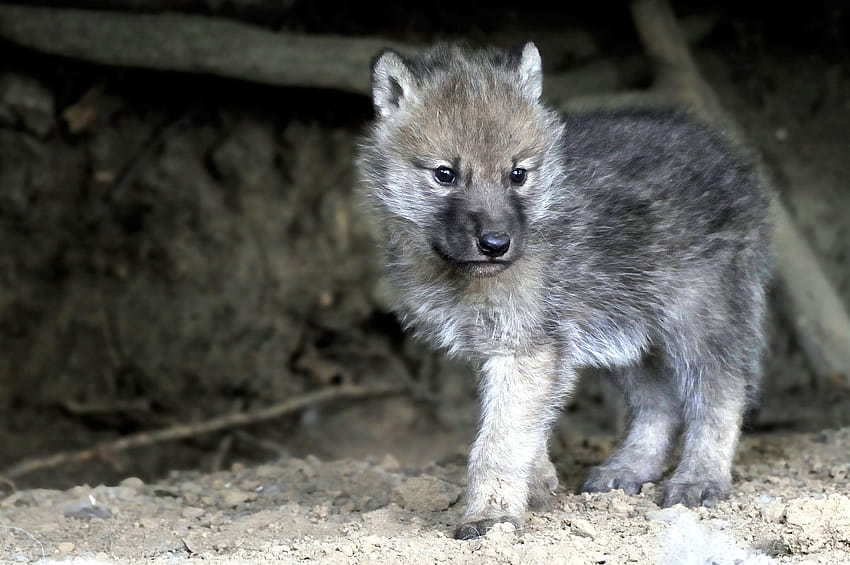 Gray wolf Baby Wolves Drawing Anime Werewolf, BLUE WOLF