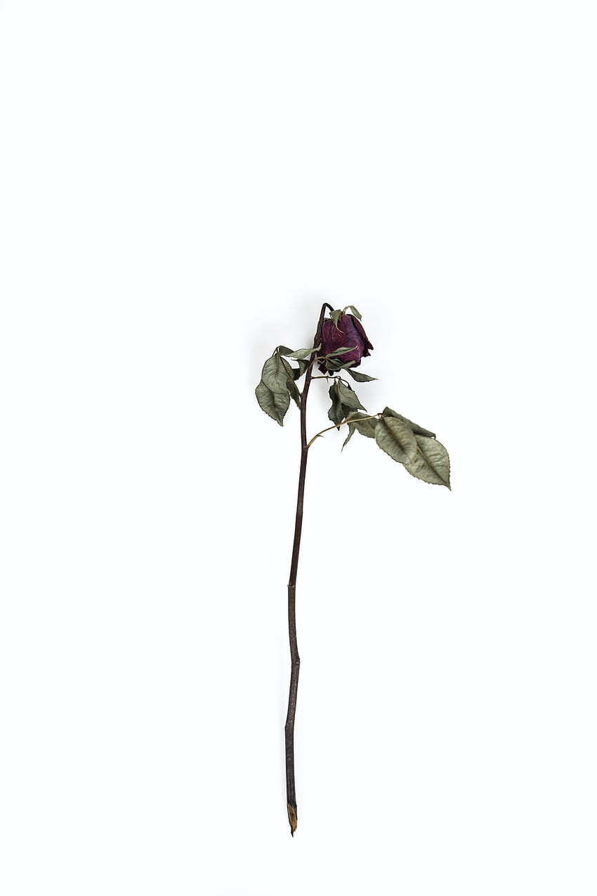 Dead Rose, dry rose HD phone wallpaper