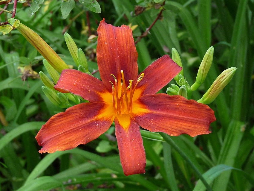 WiseAcre Gardens » Blog Archive » Fleur vivace, lis du jour orange Fond d'écran HD