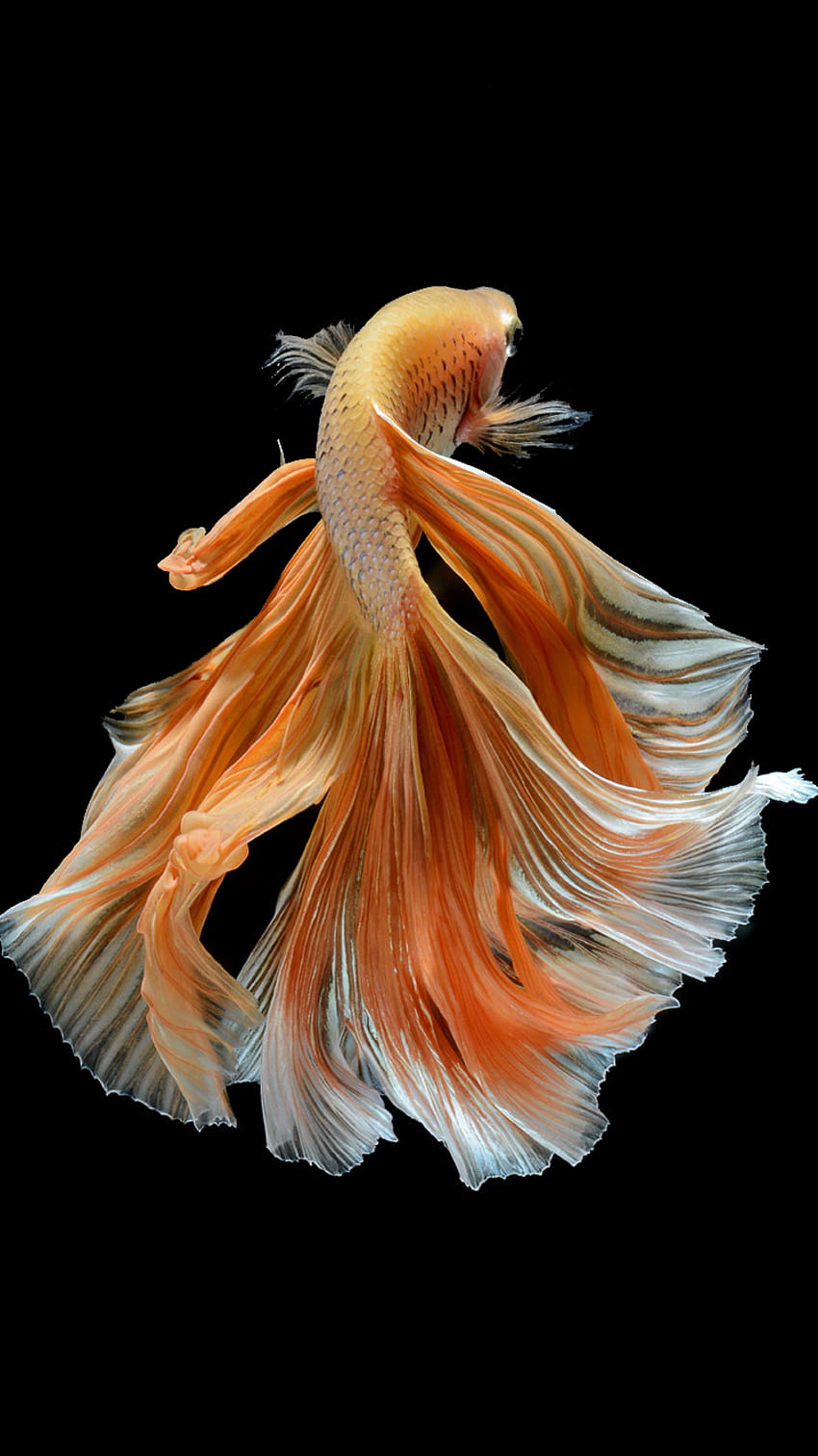 Apple iPhone 6s with Elegant Male Gold Betta Fish in Dark [750x1334] for your , Mobile & Tablet, fish iphone HD phone wallpaper
