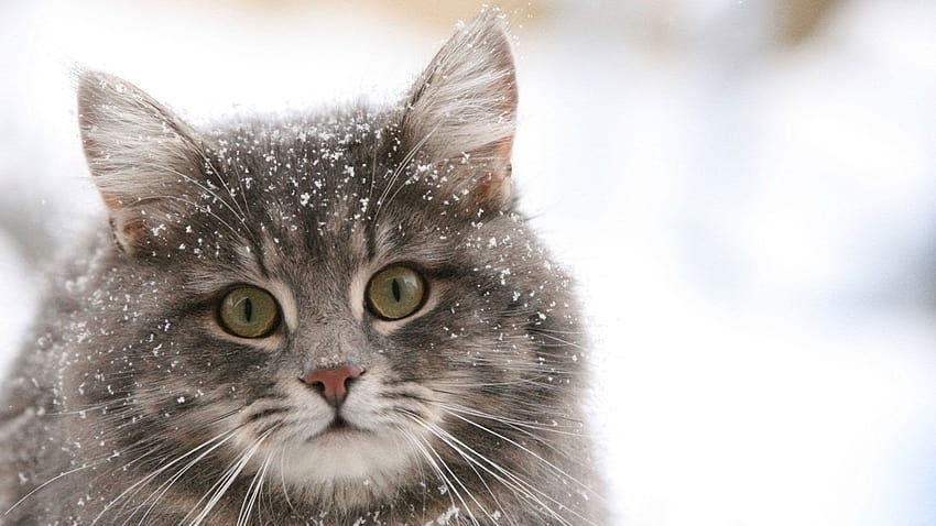 Siberian cat in the snow and ...zastavki, snow cat HD wallpaper