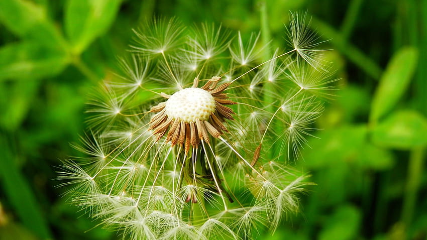 Green Blurred Backgrounds and Dandelion HD wallpaper