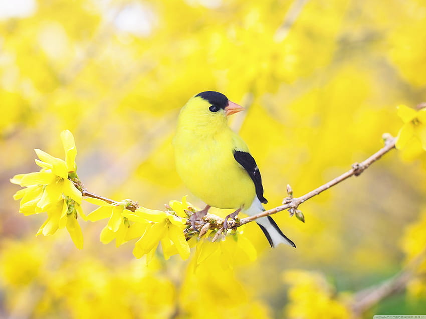 Pássaro preto e amarelo, flores de Forsythia, Spring Ultra Backgrounds para U TV: Widescreen e UltraWide e Laptop: Tablet: Smartphone, pássaro de primavera papel de parede HD