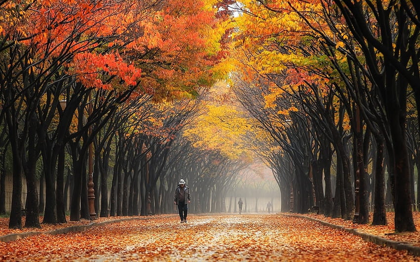 : 日光、木、風景、カラフル、森、秋、葉、人、通り、自然、公園、朝、霧、韓国、トンネル、木、秋、葉、季節、森林、生息地、自然環境、大気現象、 木本植物、落葉、韓国の秋 高画質の壁紙
