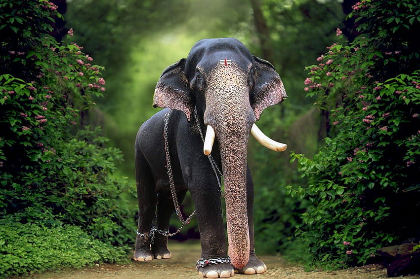 Elefantes de Kerala, Pambadi Rajan papel de parede HD