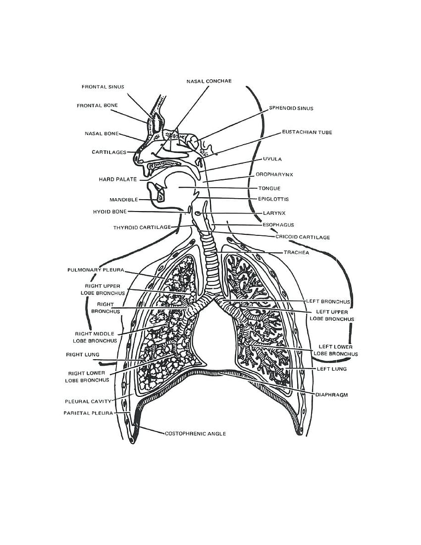 Draw And Label Diagram Of Respiratory System HD phone wallpaper