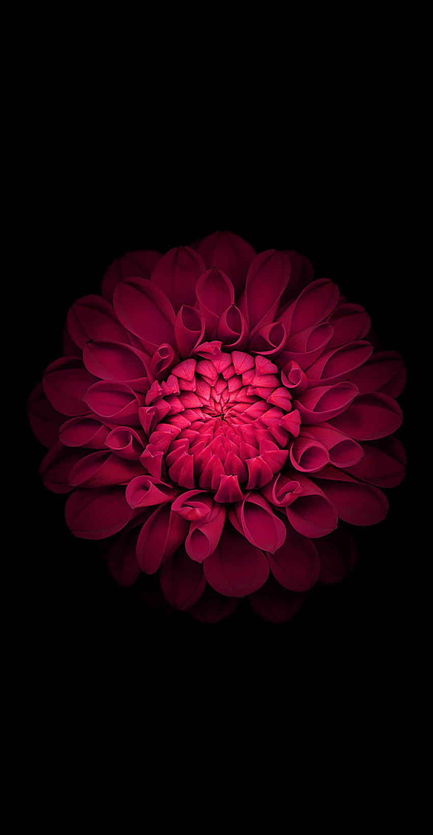 Schwarzes Amoled, Blume amoled HD-Handy-Hintergrundbild
