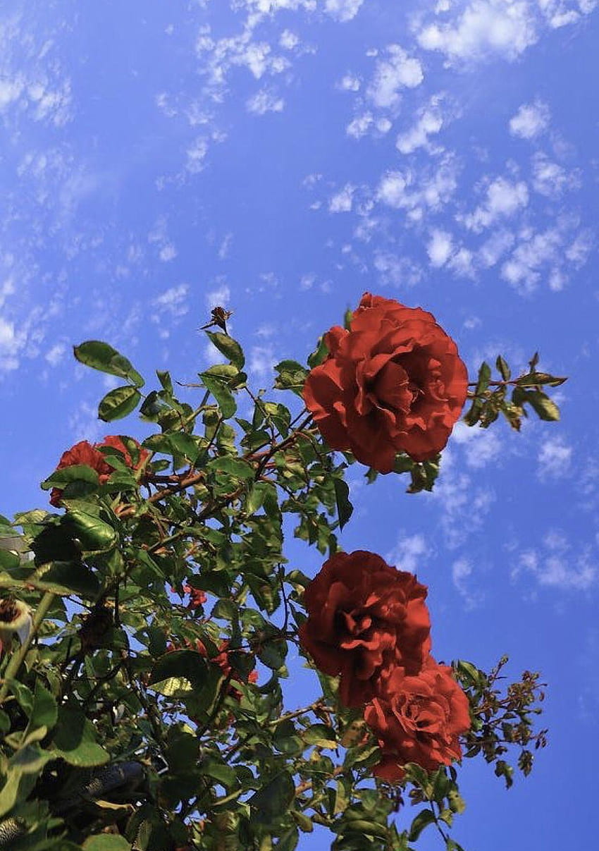 Flowersred, aesthetic rose HD phone wallpaper | Pxfuel