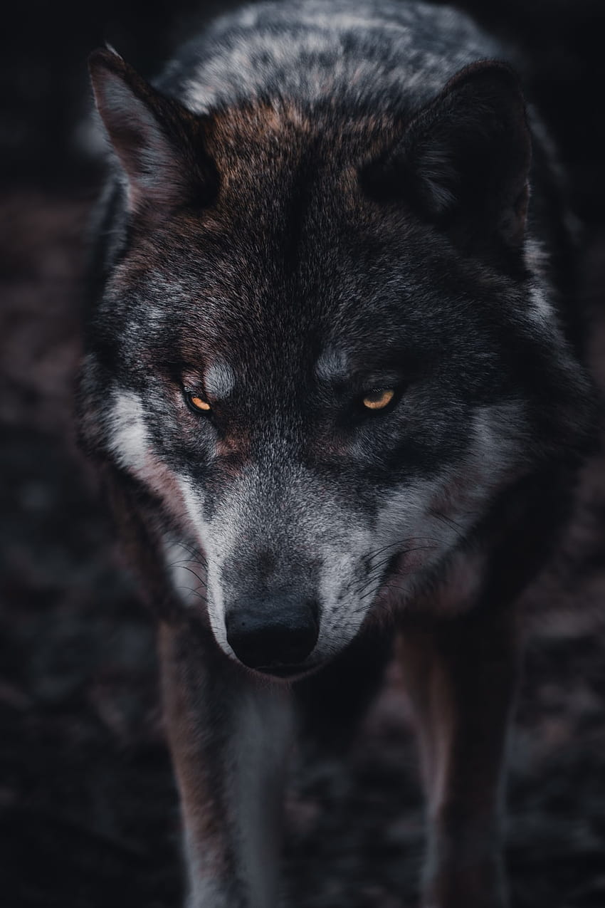 Grey Wolf, grey wolves HD phone wallpaper