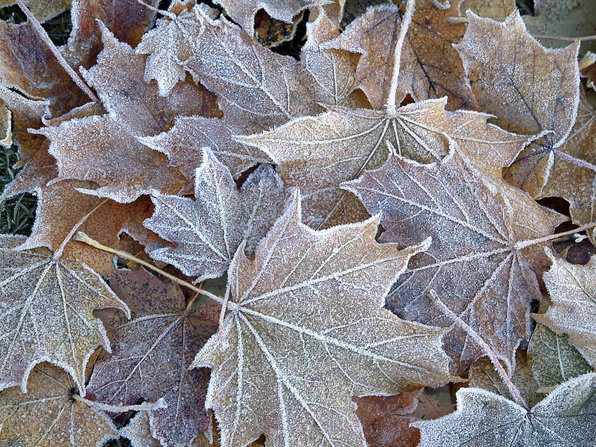 Daun Musim Gugur Frosting Kualitas tinggi, daun musim gugur beku Wallpaper HD
