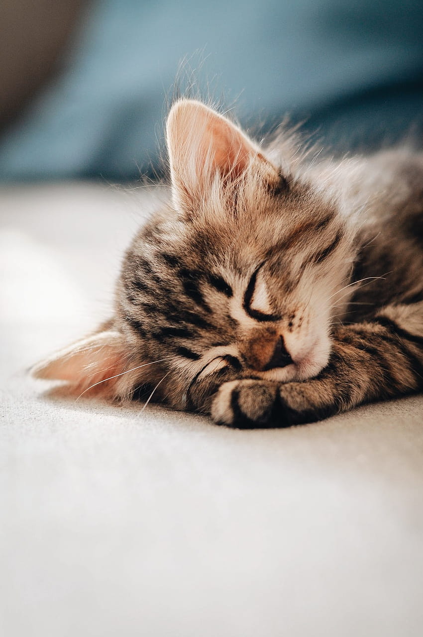 흰색 직물에 누워 있는 갈색 얼룩 고양이 – 고양이, 귀여운 아기 고양이 HD 전화 배경 화면