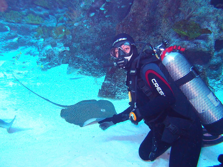 First peek into the Open Ocean Dive, aquarium with diver HD wallpaper