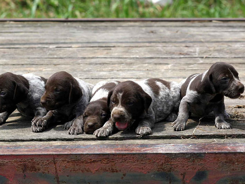 German Shorthaired Pointer Puppies, german shorthaired pointer puppy HD wallpaper