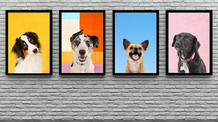 These 21 Dog Zoom Backgrounds Will Upgrade Your Calls With Some Puppy Love HD wallpaper