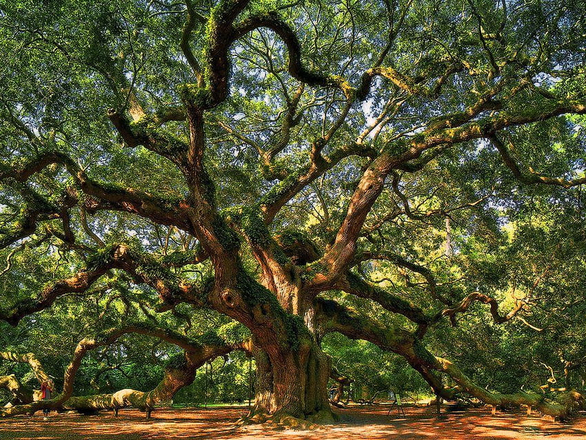 Oak Tree HD wallpaper | Pxfuel