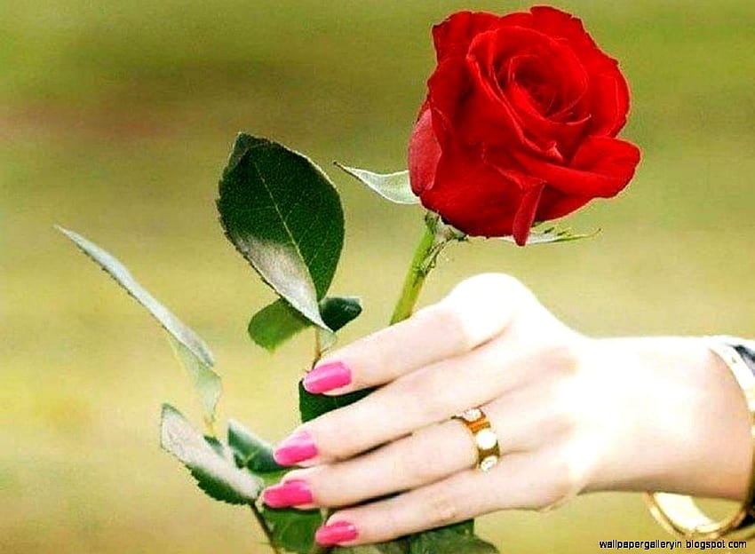 Backgrounds Roses Flower In Hand Love Gallery On Rose Gift, red rose love HD wallpaper