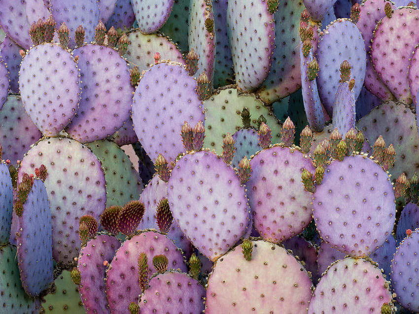 10 Seriously Awesome iPad Pro, cactus aesthetic HD wallpaper