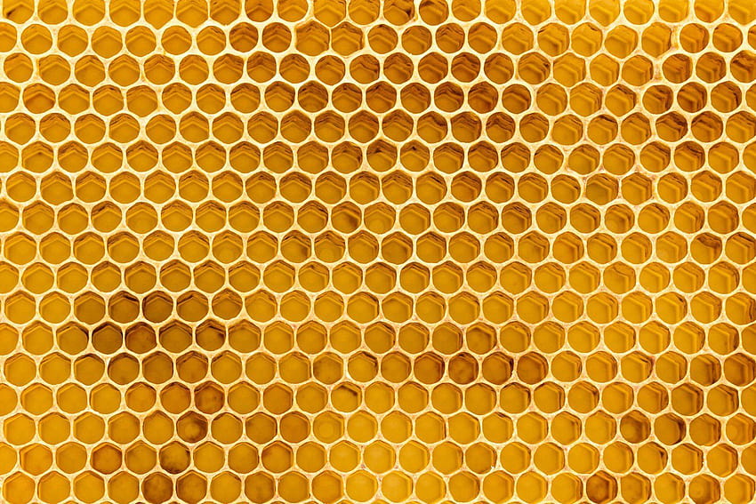 Colmena, colmena de abejas fondo de pantalla