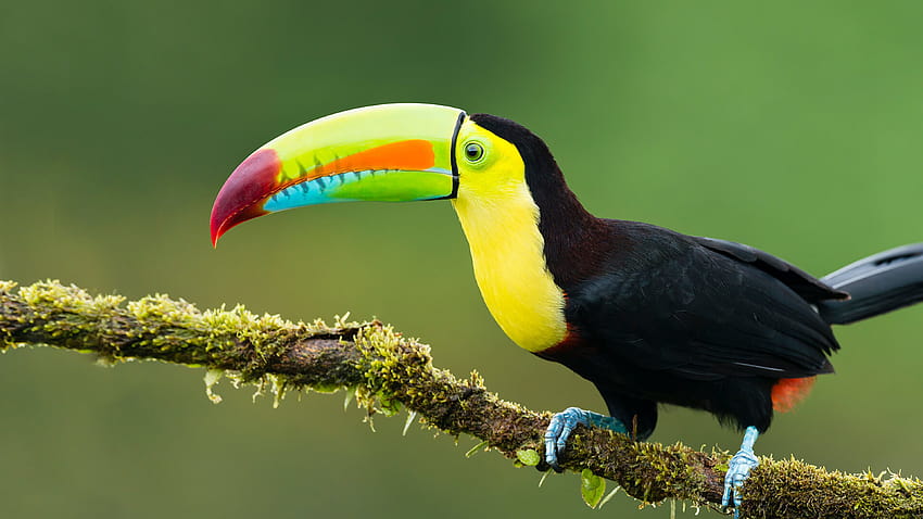 Animals Exotic Birds Toucan Colorful Birds On A Branch graphy, colorful birds on branch HD wallpaper