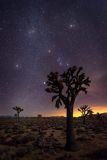 Free download joshua tree national park milky way geographic wallpaper  73244 1920x1080 for your Desktop Mobile  Tablet  Explore 73 Joshua  Tree Wallpaper  Pine Tree Background Pine Tree Wallpaper Tree Desktop  Wallpaper