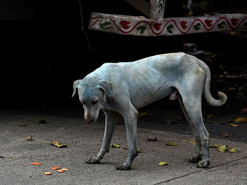 Сините кучета предизвикват опасения за здравето от благотворителната организация за хуманно отношение към животните HD тапет