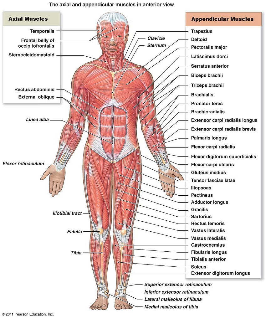 schéma musculaire 06, système musculaire Fond d'écran de téléphone HD
