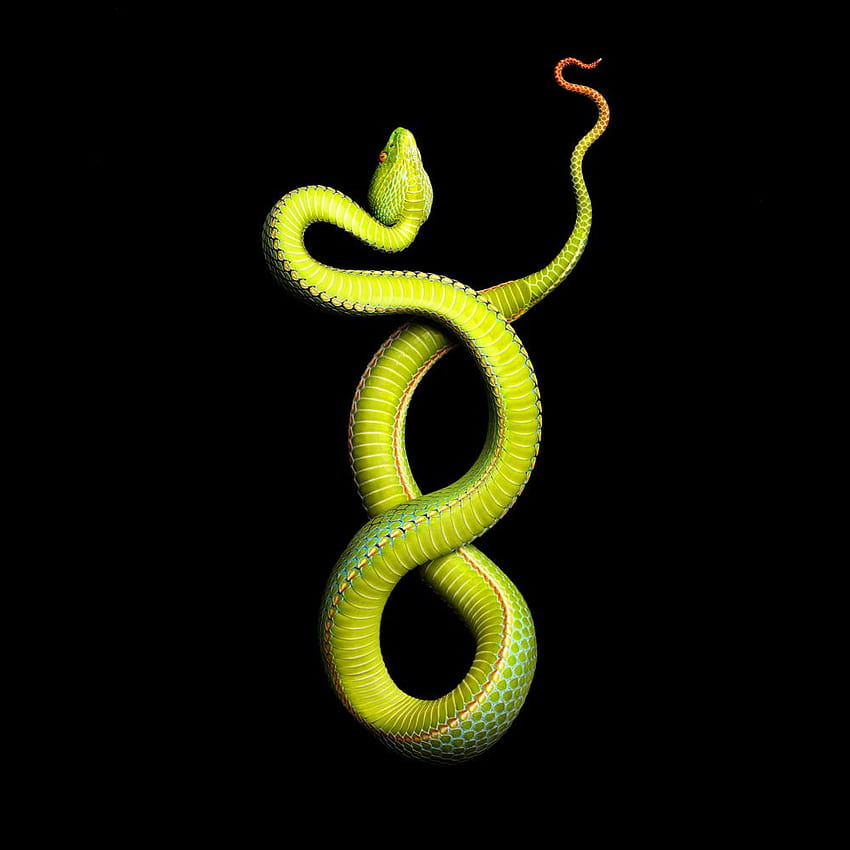 Vivid Snake Come at a Cost, Vogel Grubenotter trimeresurus vogeli HD-Handy-Hintergrundbild