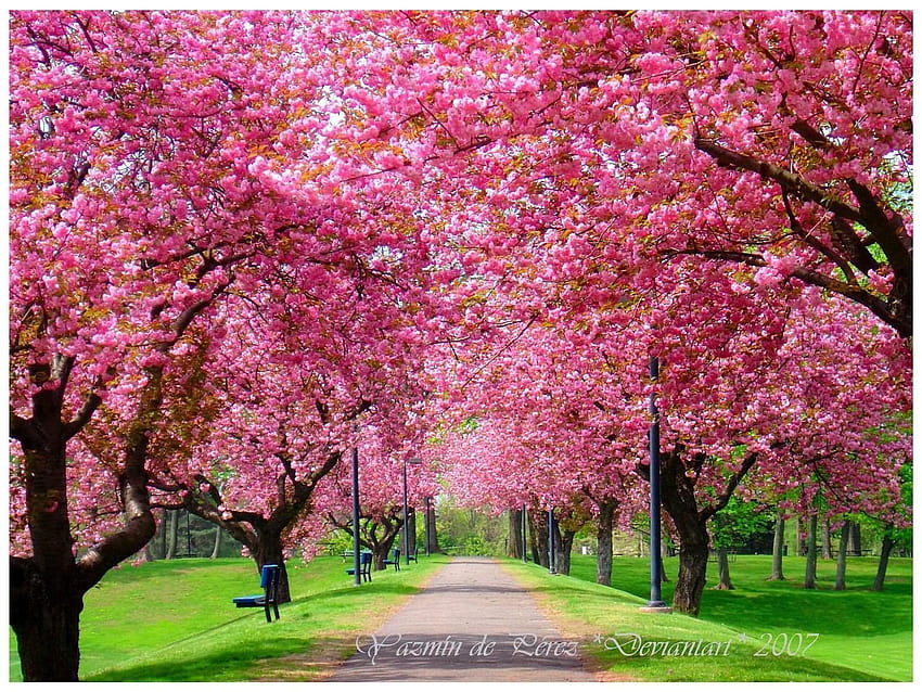 Latar Belakang Musim Semi: Alam, musim semi Wallpaper HD