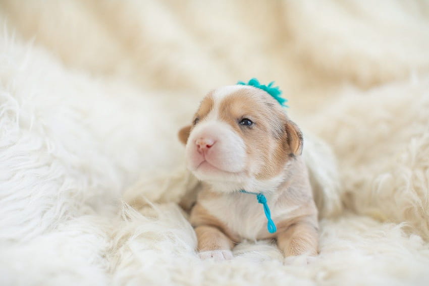 Newborn Puppy : Warrior Dog Rescue, newborn puppies HD wallpaper