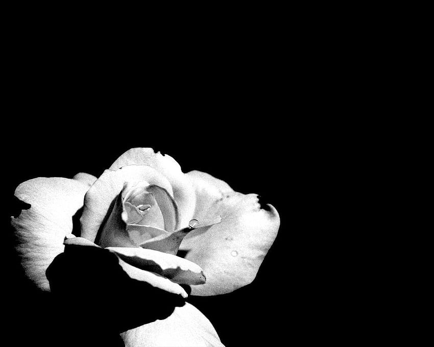 Black and white flowers group HD wallpapers | Pxfuel