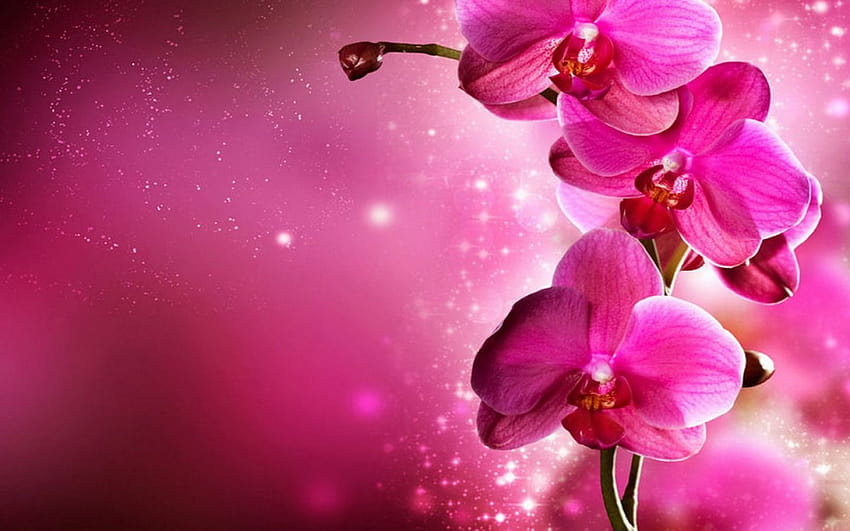 Los 5 mejores s de orquídeas en Hip fondo de pantalla | Pxfuel