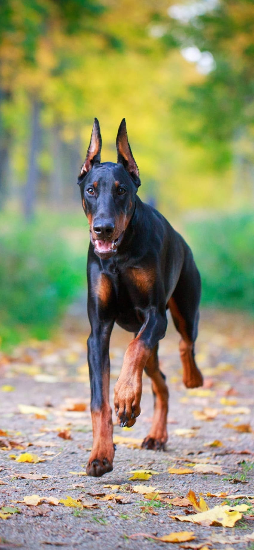 Doberman, Walking, Grass, Trees, Dog, puppy dobermans HD phone wallpaper |  Pxfuel