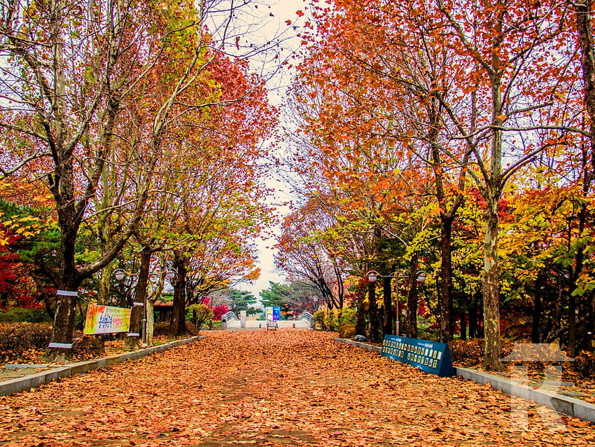 15 Top Places To See Autumn Leaves and Fall Foliage in Korea, autumn south korea HD wallpaper