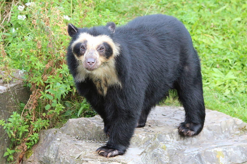 Spectacled Bear, also known as Andean Bear, native to Andes HD wallpaper