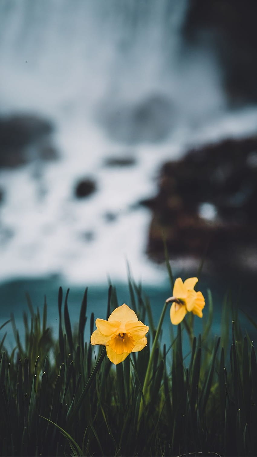 938x1668 daffodils, flowers, grass, blur iphone, iphone daffodils HD phone wallpaper