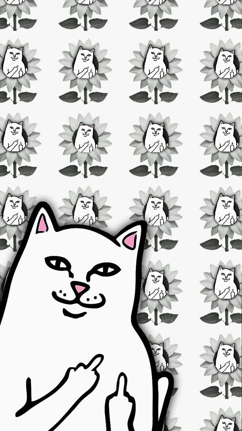 Meme , Backgrounds, cat meme HD phone wallpaper