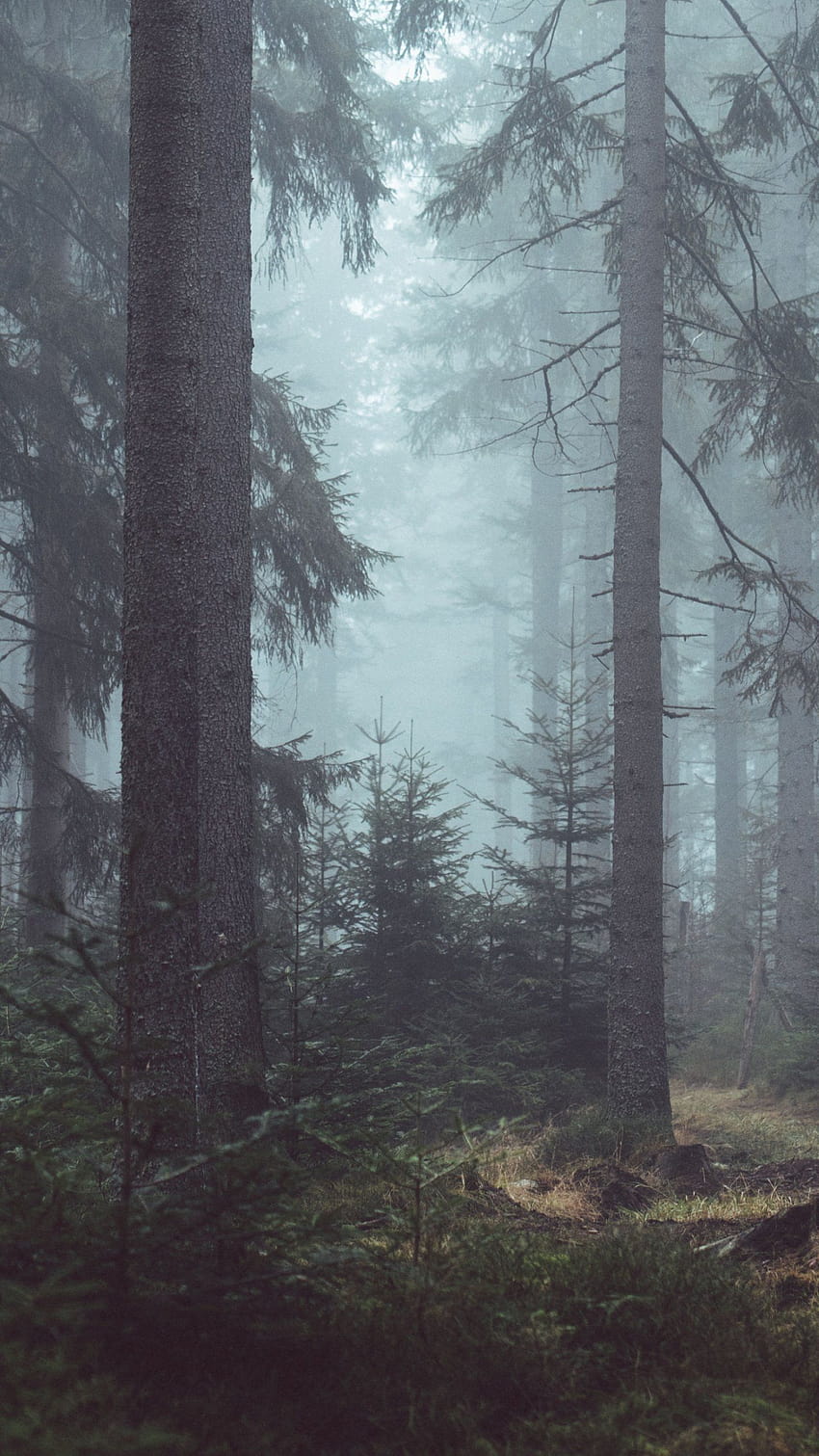 Old Forest, forest vintage phone HD phone wallpaper