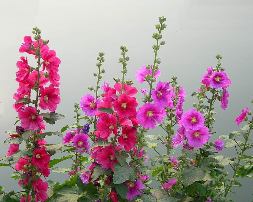 7 „einfach zu züchtende“ winterblühende Pflanzen, die Farbe und Schmetterlinge in Ihren Garten bringen HD-Hintergrundbild
