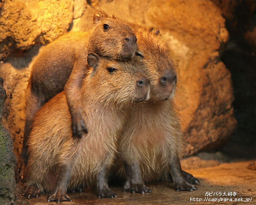 Süßes Capybara HD-Hintergrundbild