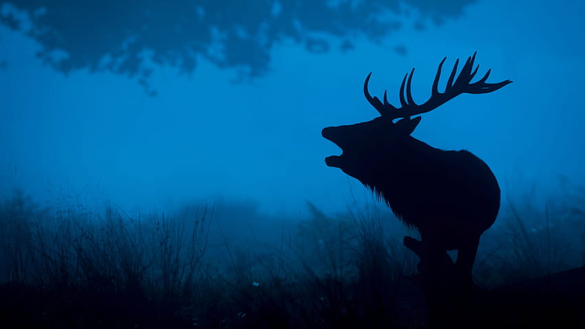 deer pc HD wallpaper