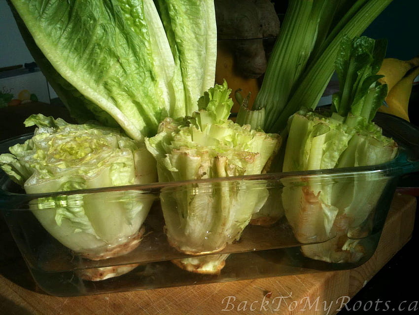 Regrow Kitchen Scraps: Romaine, romaine lettuce HD wallpaper