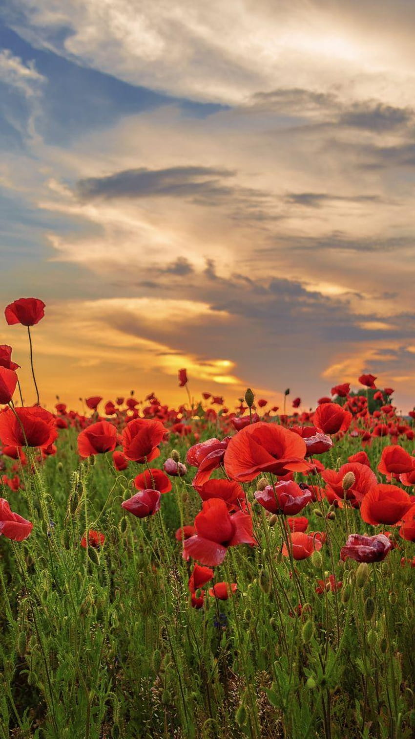 Sunset, poppy, field, flowers, red, 720x1280, poppy field at sunset HD phone wallpaper