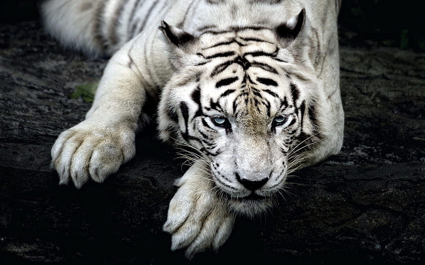 ホワイト タイガー フォー ワイドスクリーン、ホワイト タイガー動物 高画質の壁紙