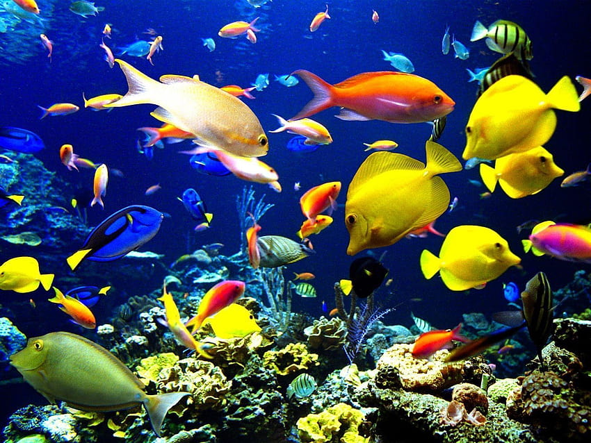 Ikan di bawah air, di bawah laut Wallpaper HD