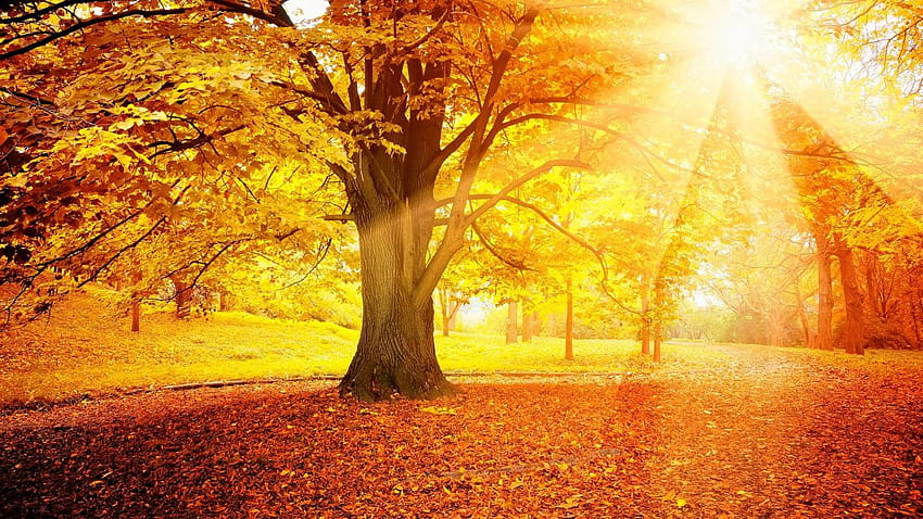 3 Sunrays , Backgrounds, sun rays autumn HD wallpaper