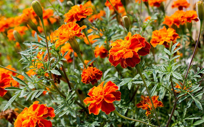 French marigold flower marigold plant french HD wallpaper  Peakpx